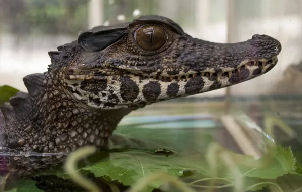 Animal, wildlife, crocodile, skin, mouth, reptile, alligator