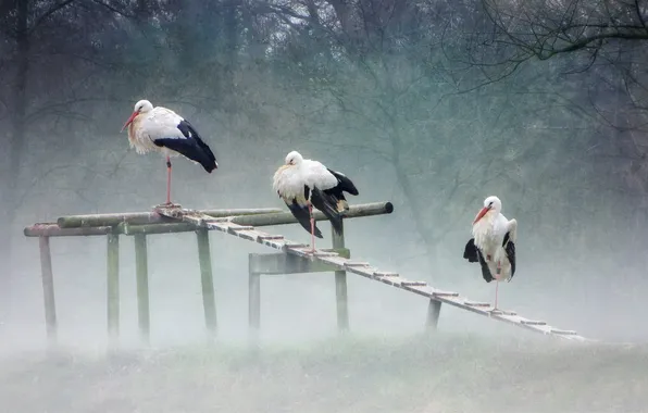 Nature, fog, storks