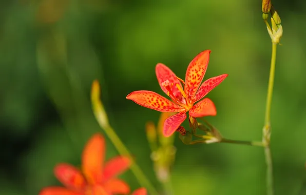 Flower, nature, plant, petals