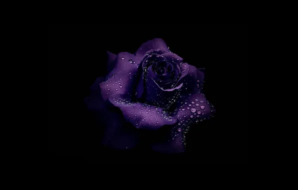 Flower, drops, Rosa, rose, shadow, twilight