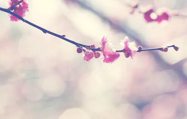 Picture flowers, nature, branch, flowering, nature, blossom, flowers, bokeh