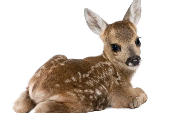 Picture deer, white background, cub
