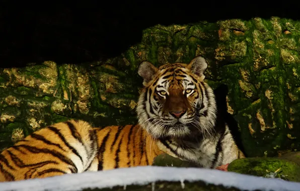 Picture look, face, light, tiger, pose, stones, shadow, lies