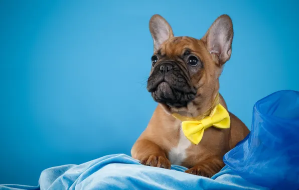 Picture tie, puppy, fabric, French bulldog