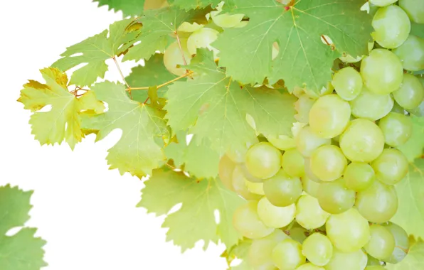 Grapes, bunch, Grape