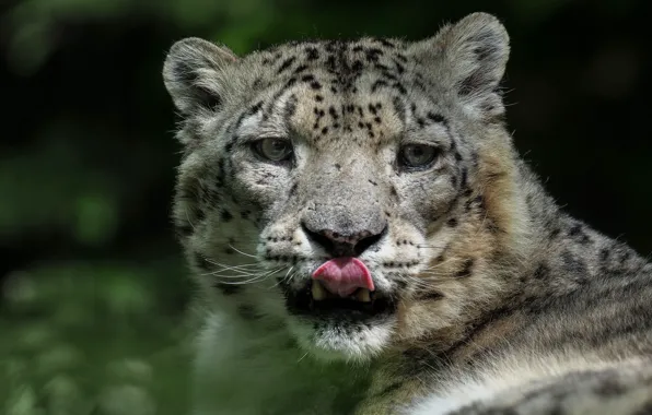 Language, look, face, light, background, IRBIS, snow leopard, licked