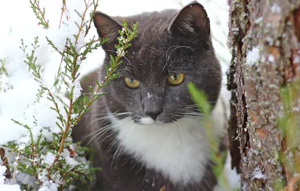 Cat, cat, snow, tree, trunk, thuja