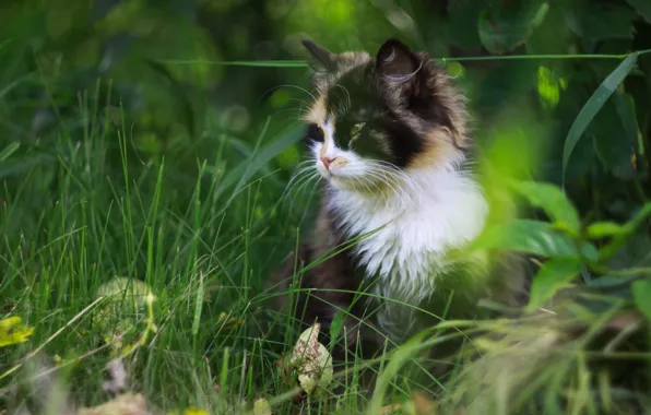 Grass, cat, spotted