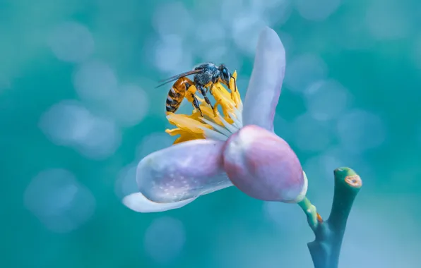 White, flower, macro, bee, spring, insect, flowering, bokeh
