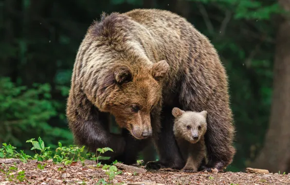 Forest, nature, pose, bear, bears, bear, bear, brown