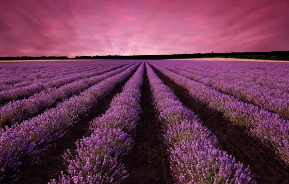 Picture landscape, sunset, nature, flowering, landscape, nature, sunset, flowering