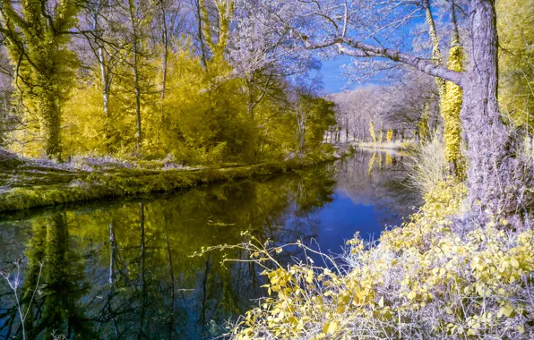 Picture trees, landscape, river