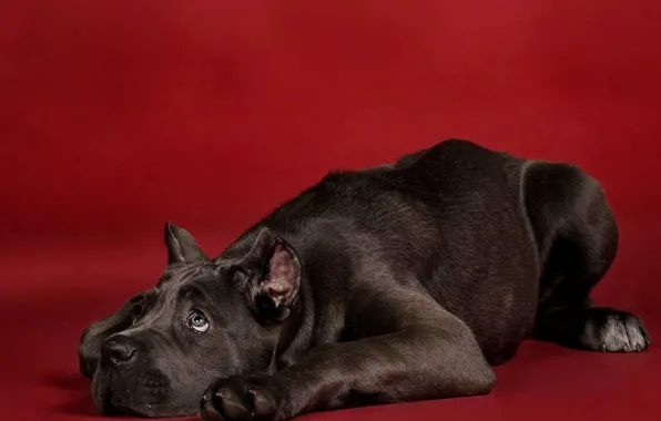 Picture dog, puppy, red background, cane Corso