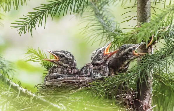 Birds, Chicks, beaks, spruce branches, Waiting for the feed, Sokolova Elena
