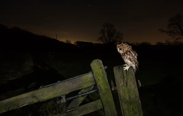 Field, light, trees, night, darkness, the dark background, owl, bird