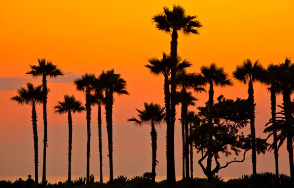 Picture palm trees, the evening, beach, CA, sunset