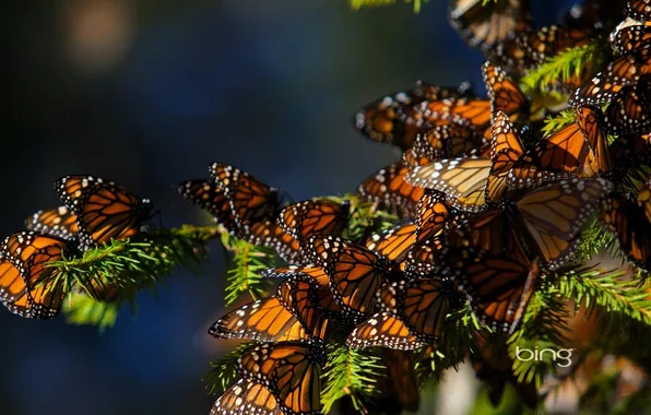 Picture butterfly, spruce, bing