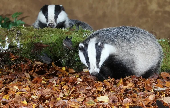 Leaves, moss, badger