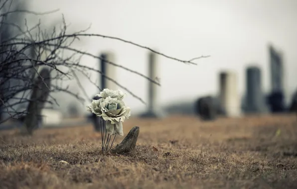 Flowers, nature, background