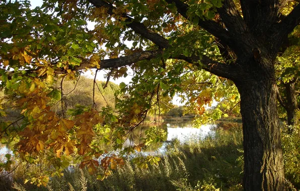 Autumn, nature, river, oaks