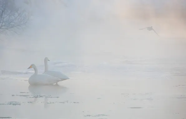 Birds, fog, swans