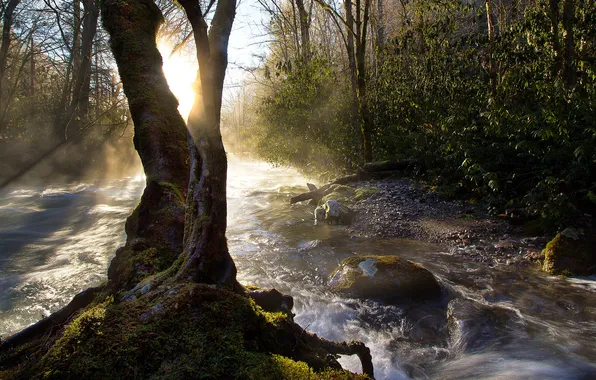 Picture river, tree, stream