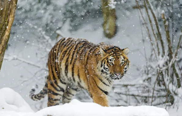 Winter, snow, tiger