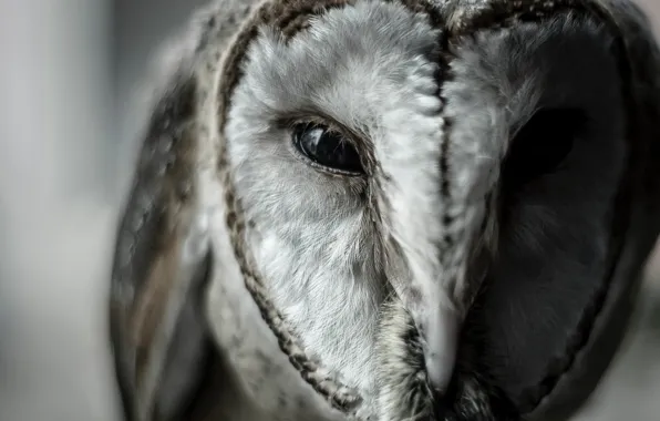 Owl, Bird, Eyes, Beak, Wild, Owl, Bird, Animal