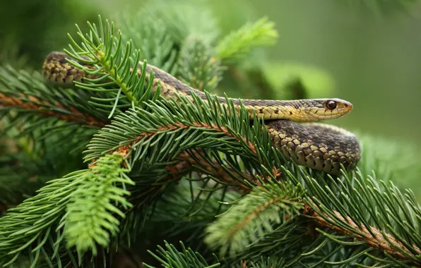 Picture background, snake, tree