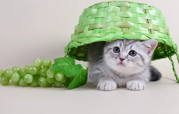 Picture kitty, basket, grapes, cute