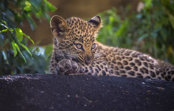 Baby, leopard, lies, cub