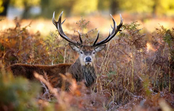 Picture autumn, nature, deer