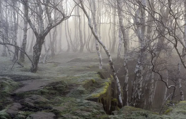 Forest, trees, nature, fog, moss, birch