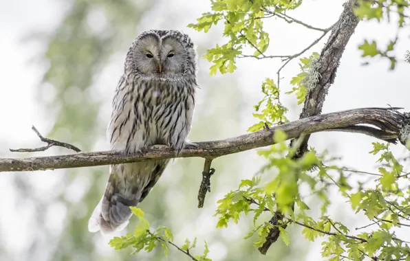 Picture leaves, branches, owl, bird, bokeh, owl