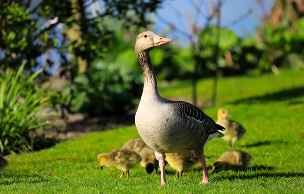 Greens, summer, light, birds, glade, spring, walk, kids