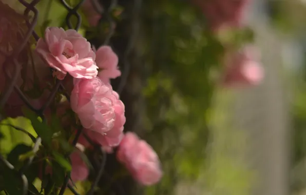 Picture macro, flowers, the fence, petals, blur, pink, Camellia