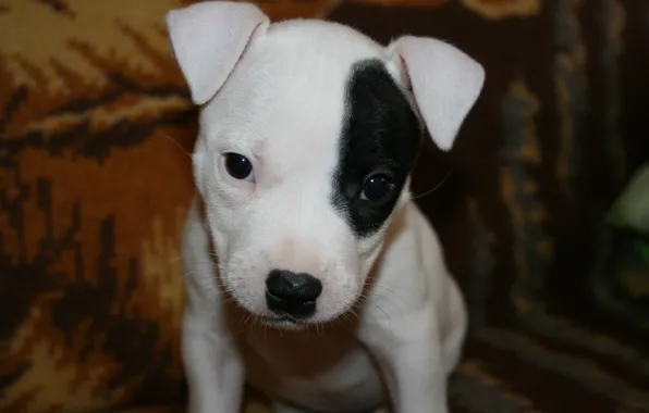 Dog, puppy, friend., Pit Bull Terrier