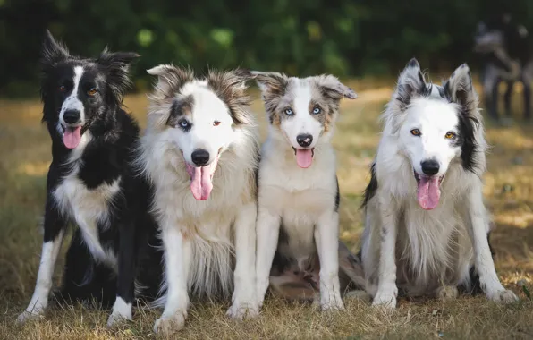 Picture dogs, friends, Quartet