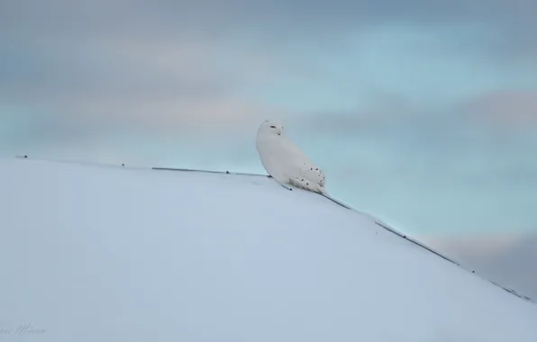 Picture winter, the sky, snow, hills, owl, bird, slope, the snow