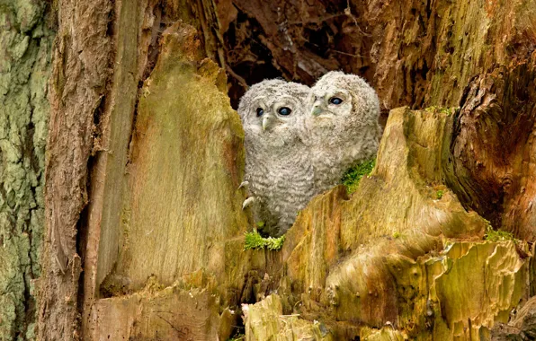 Birds, tree, owls, a couple, Chicks, owlets, the hollow, two owls