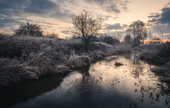 Picture trees, landscape, nature, river, Poland, grass, Bank, Tomczak Michael