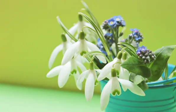 Picture flowers, blue, bouquet, spring, snowdrops, white, green background, bokeh