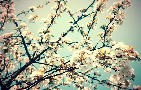 Flowers, cherry, branch, spring