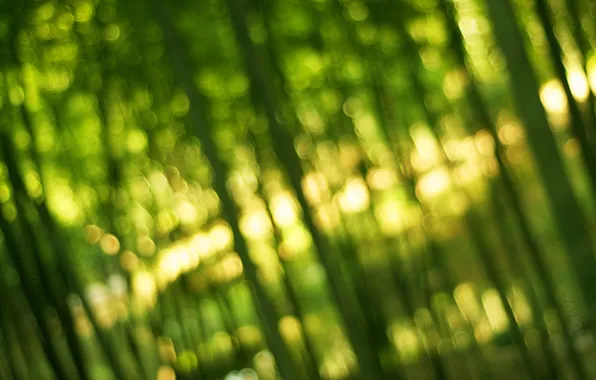 Greens, light, bamboo, Bamboo, bokeh