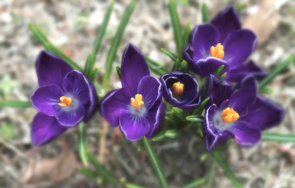 Picture blur, purple, crocuses