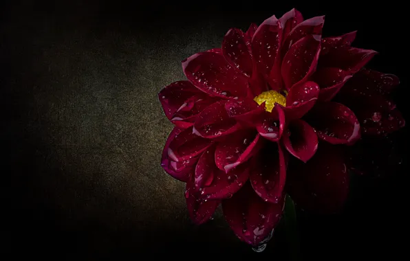 Flower, drops, macro, petals, black background, scarlet, Dahlia, water drops
