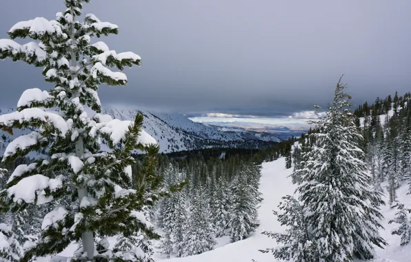 Mountains, Snow, Tree