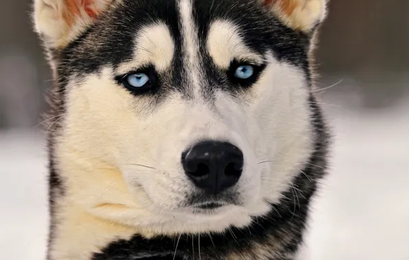 Picture eyes, look, husky