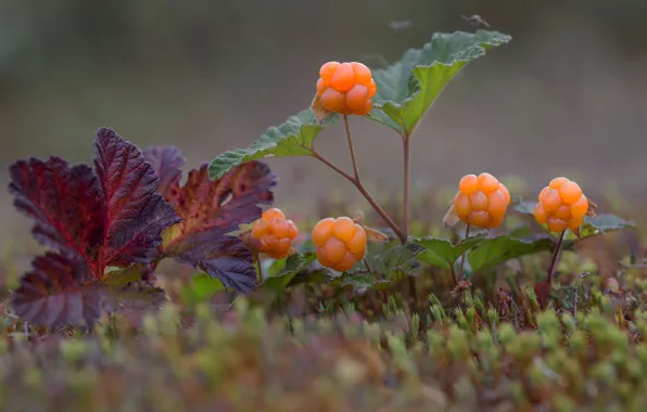 Picture berries, moss, cloudberry