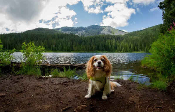 Forest, summer, clouds, mountains, nature, shore, dog, pond